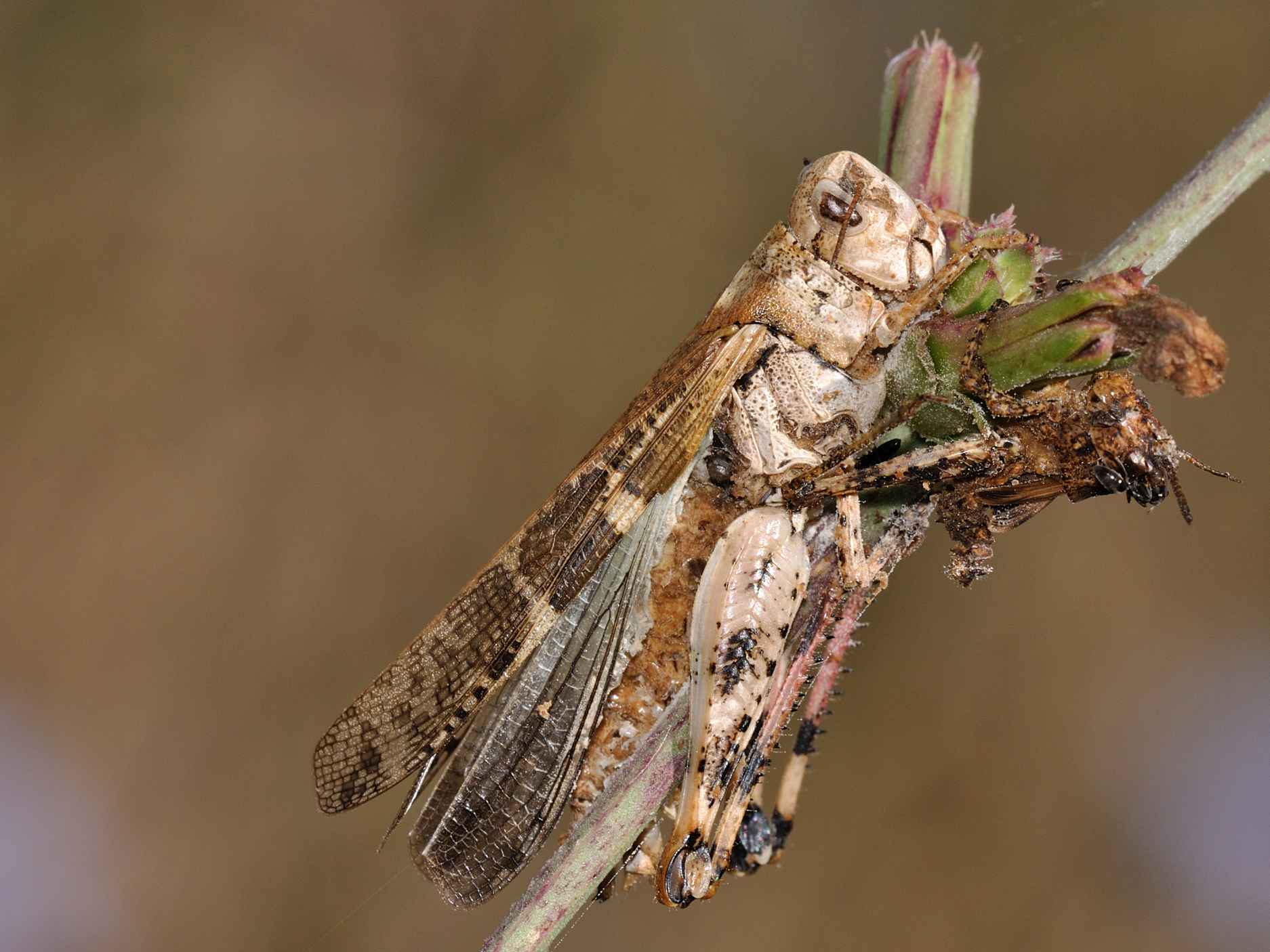 Orthoptera parassitati da miceti?